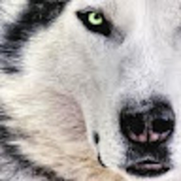 Meet your Posher, Sam - Picture 1 of 1